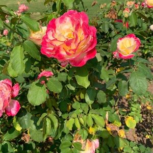 Meet your Posher, Sadia